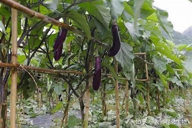 蓝莓需要什么肥料最好
