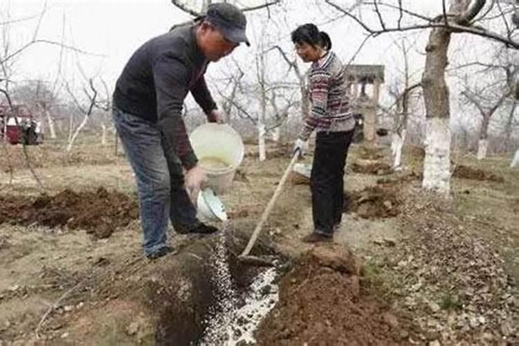 水培植物用什么肥料