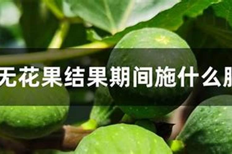无花果树施什么肥合适