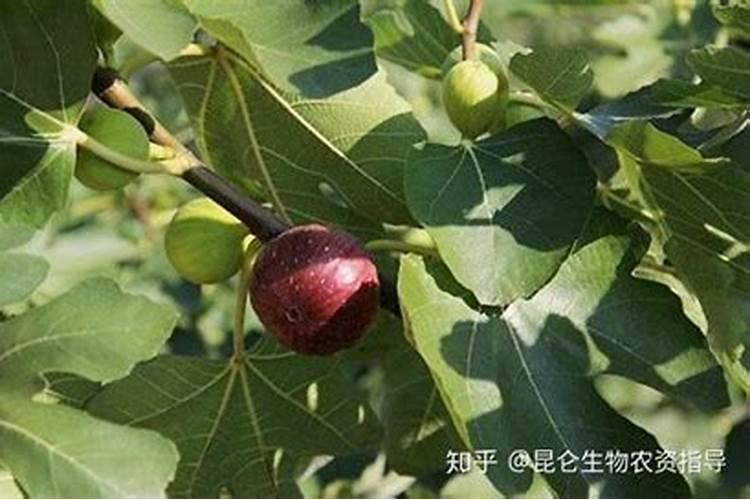 无花果用什么肥料最好