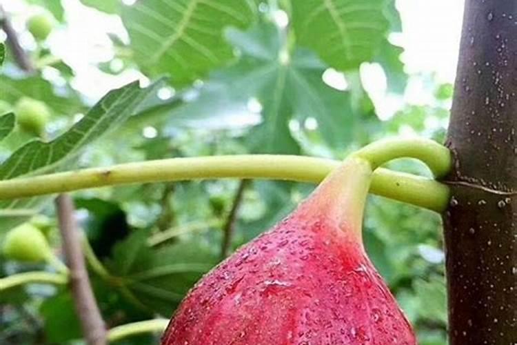无花果树施什么肥料最好