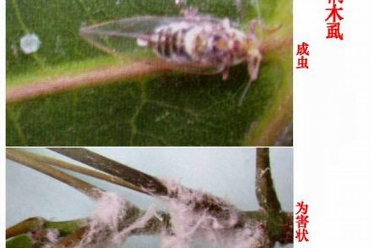 战胜园林小敌：梧桐木虱的防治全攻略