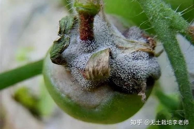 温室西红柿晚疫病、灰霉病防治方法？