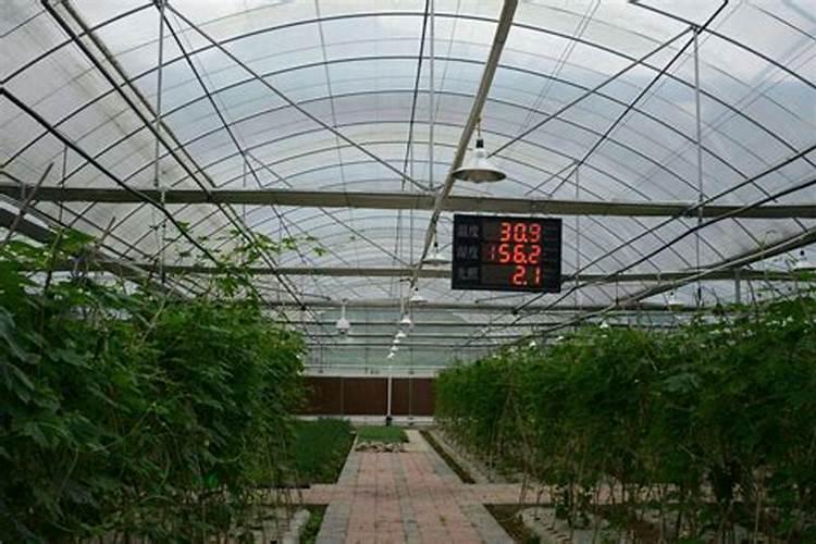 智慧农业：大棚蔬菜种植中叶面肥与冲施肥的科学选择