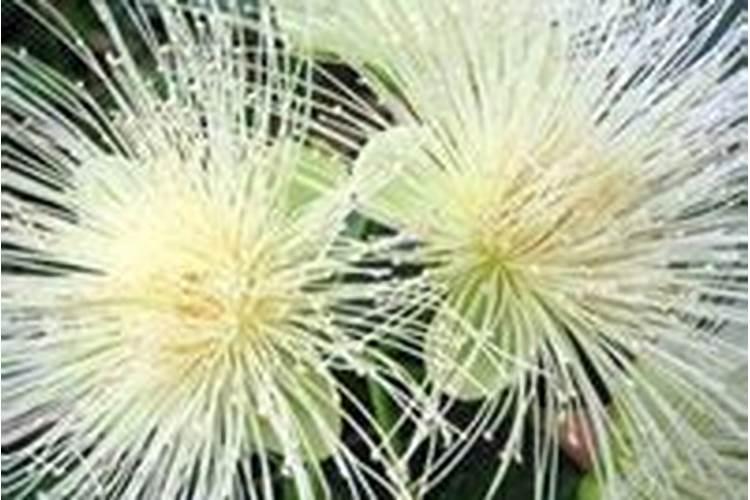 绽放优雅——水翁花管理的艺术与科学