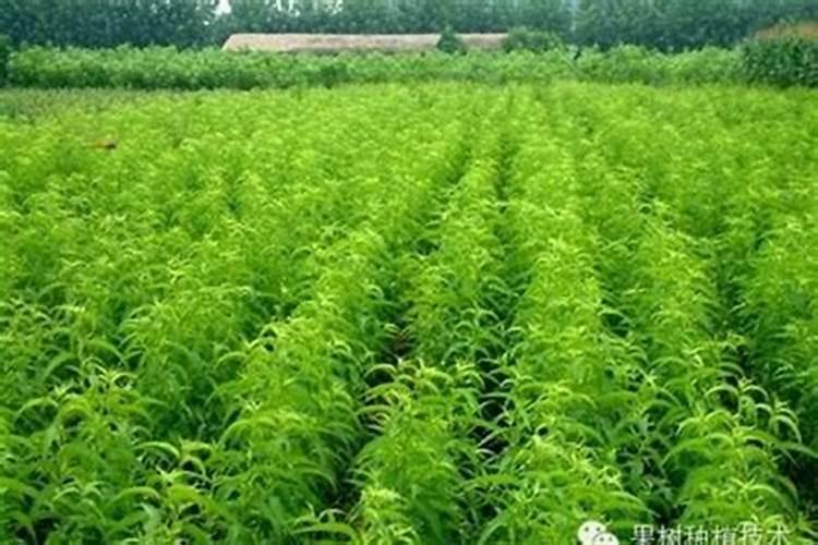 苗圃守护者：有效使用杀虫剂的智慧策略
