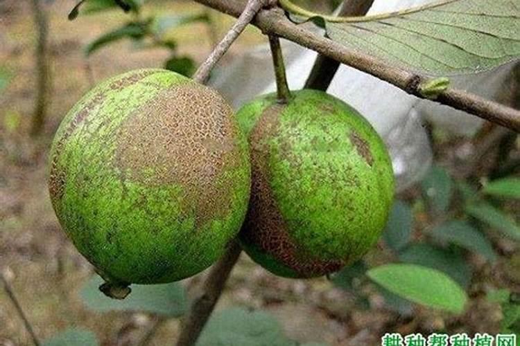 石榴疮痂病：症状识别与防治策略