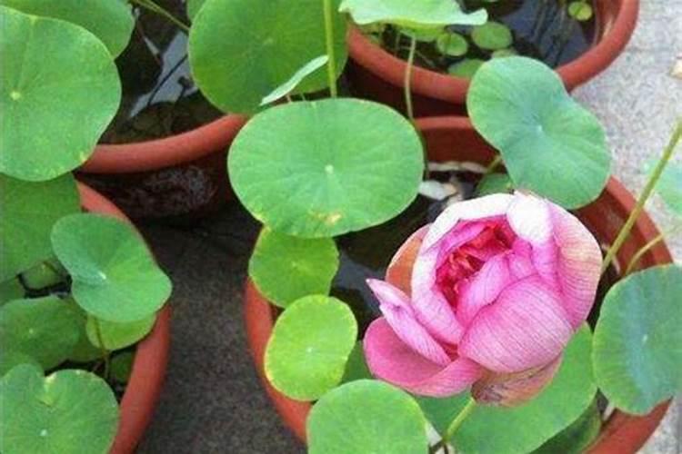 碗莲不开花原因有哪些？