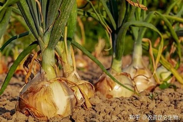 保鲜秘籍：如何有效预防洋葱腐烂？