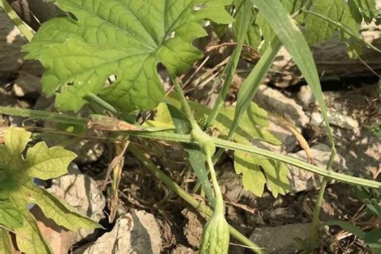 苦瓜育苗繁殖的绿色奥秘：掌握关键步骤与技巧