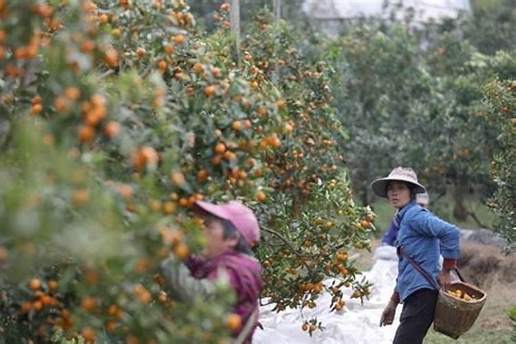 绿意盎然：揭秘青金桔种植的气候奥秘与云南广西的农业契机
