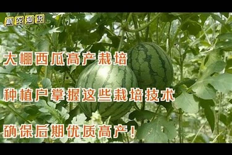 西瓜成熟季：掌握后期管理技术要点，确保高产优质