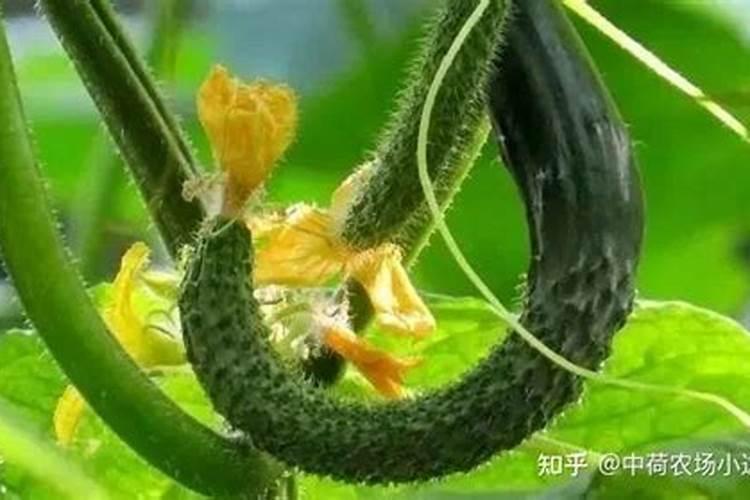 黄瓜小青草如何防治防治黄瓜小青草的方法？