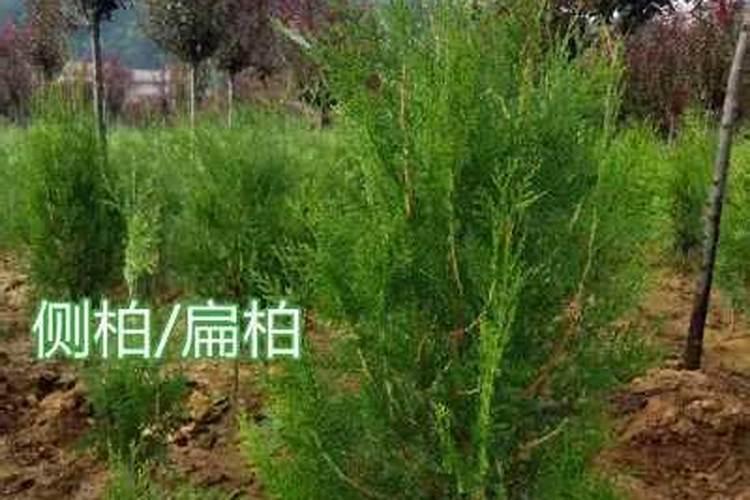侧柏适应性强不耐水湿育苗选地需注意