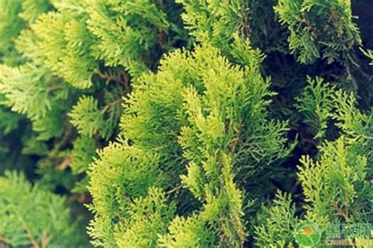 侧柏适应性强不耐水湿育苗选地需注意