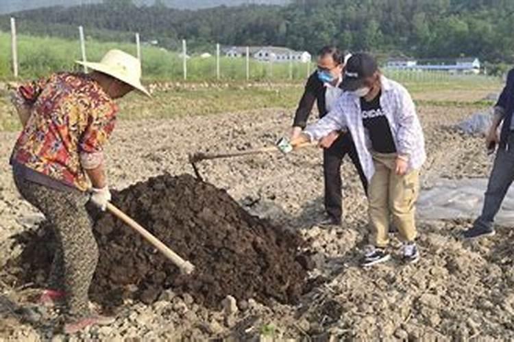 回归绿色农业：掌握制作高效农家复合肥的秘诀