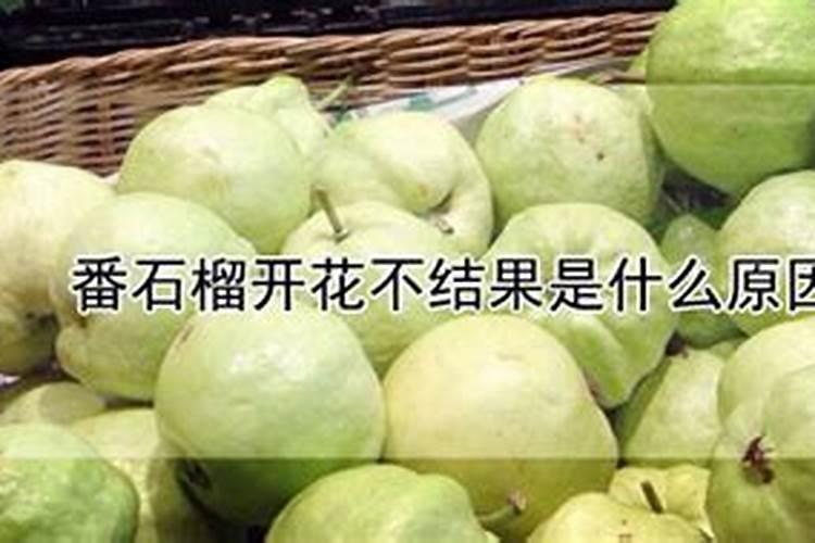 石榴结果少是哪些原因？