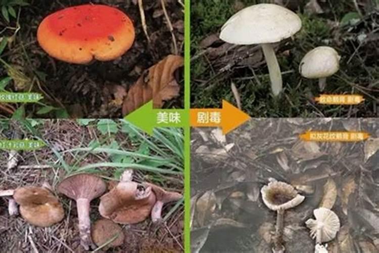 蘑菇小菌核病怎么辨别和防治？