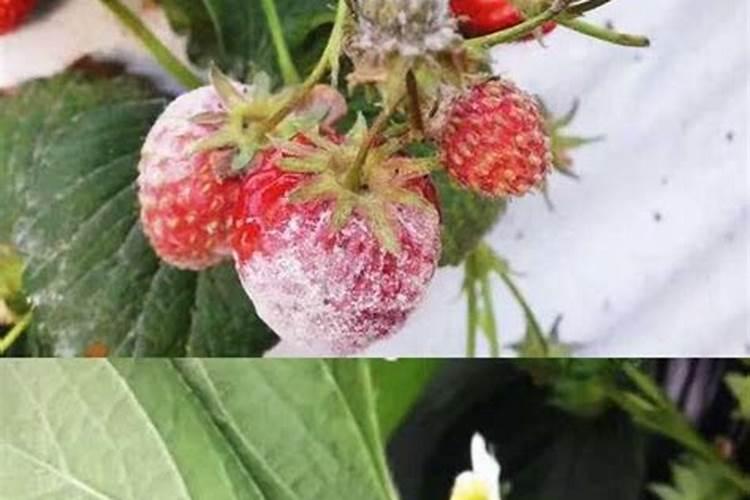 草莓为什么会得白粉病？