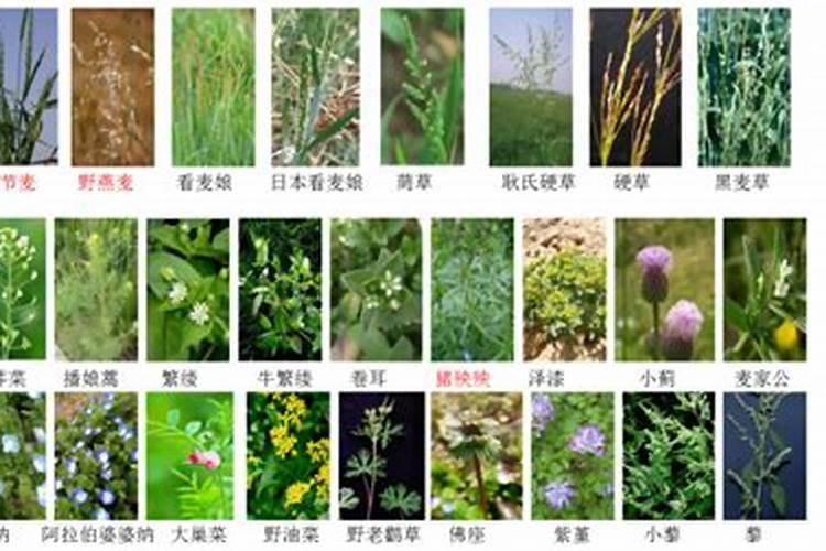 麦田杂草种类有哪些？对小麦为害性有多大？