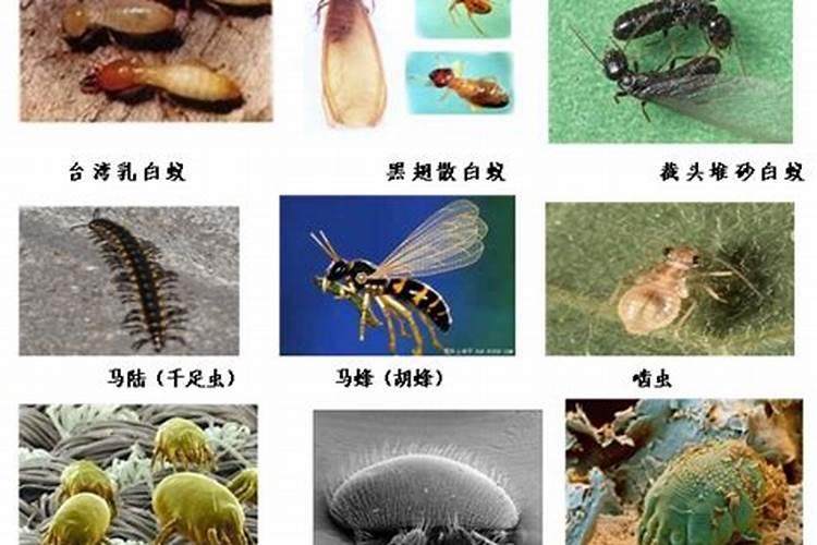 虱螨脲使用时的注意事项详解