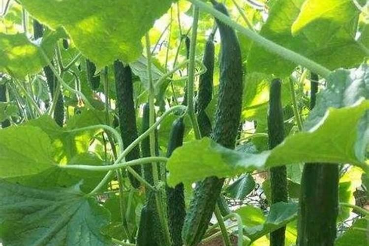 深冬黄瓜结瓜期茎叶不正常的原因是什么？