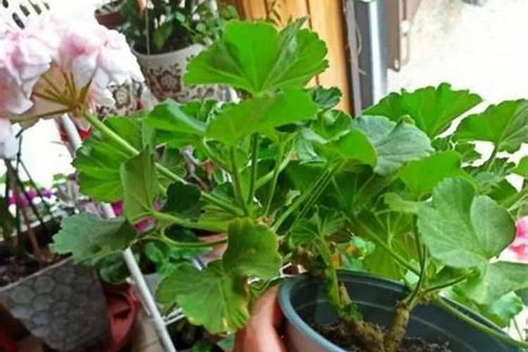 掌握天竺葵修剪艺术：美化你的花园与提升植物健康