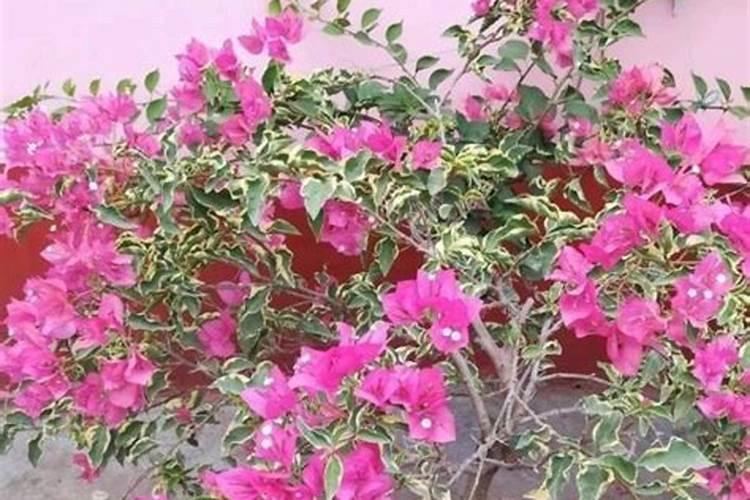 夏季三角梅怎么施肥？