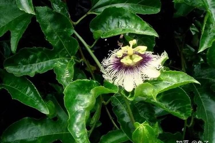 绿意盎然：掌握百香果盆栽种植的奥秘