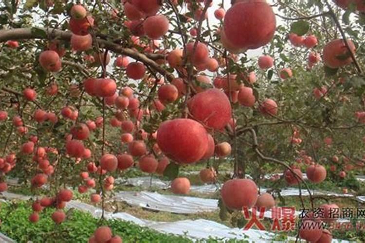 苹果树亩产量多少？