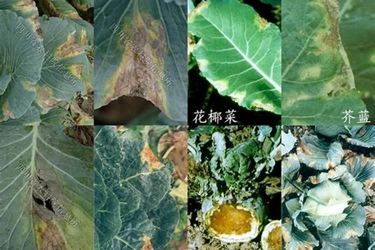 甘蓝类软腐病的发生规律有哪些？