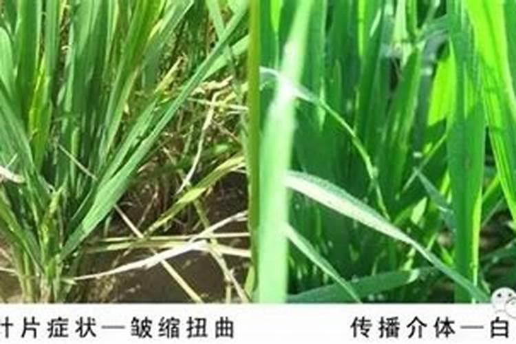 守护稻谷生命：水稻病毒病防控的关键策略