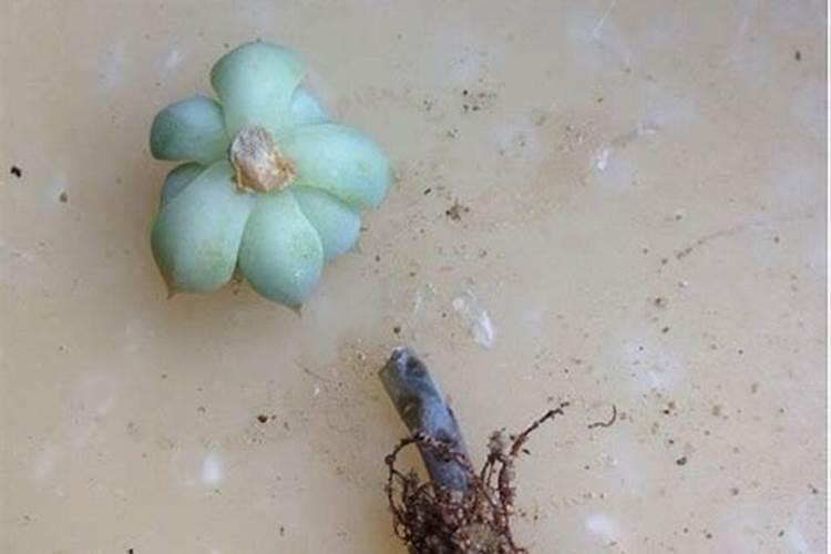 多肉灯泡黑腐的原因介绍？
