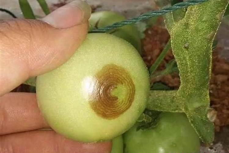战胜细菌性斑疹病：有效药物的选择与应用
