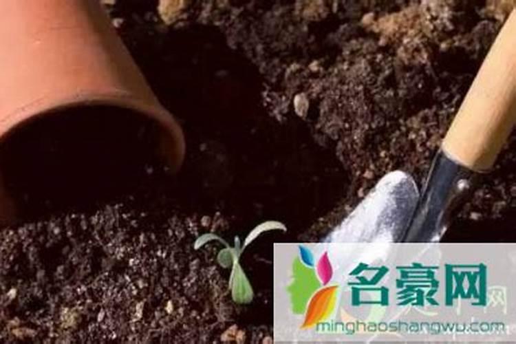自然之道：探索非药剂土壤消毒的新境界