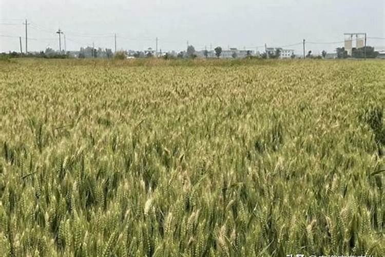 小麦白穗的发生原因是什么？
