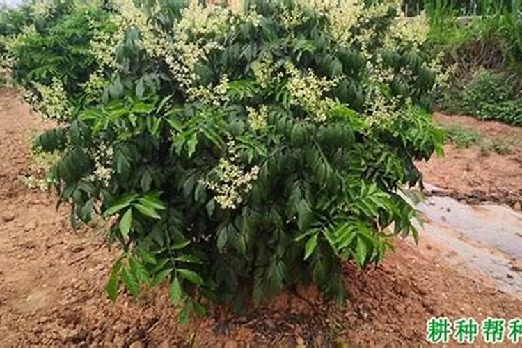 如何解决鸡心黄皮开花结果少？