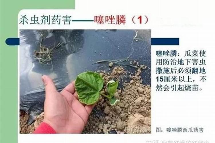 农药药害与植物病害症状的区别？