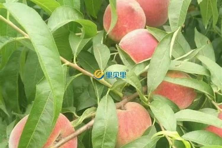 普罗施旺水溶肥什么时候用最好？