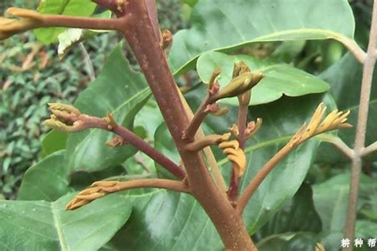 如何促进龙眼花芽分化？