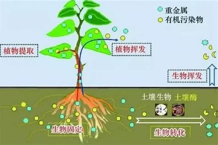 土壤如何使其中的农药降解？