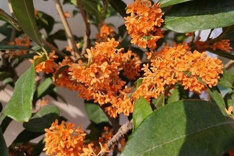 夏天桂花能用磷钾肥吗吗怎么施肥？