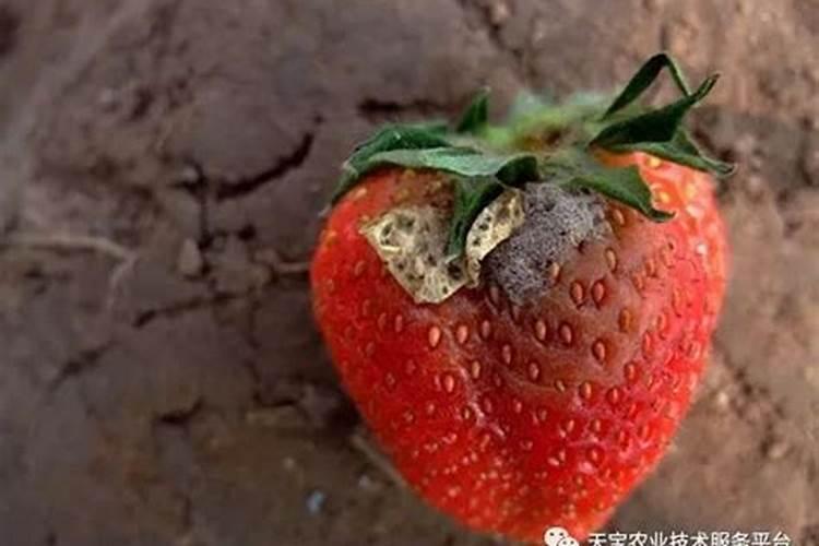 草莓灰霉病危害症状及防治措施