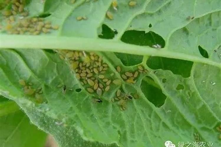 大蒜的常见害虫有哪些？