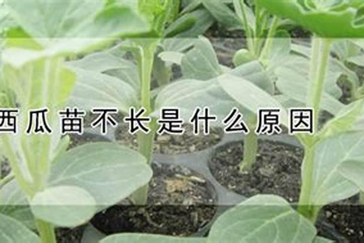 为什么丝瓜苗不长是什么原因？