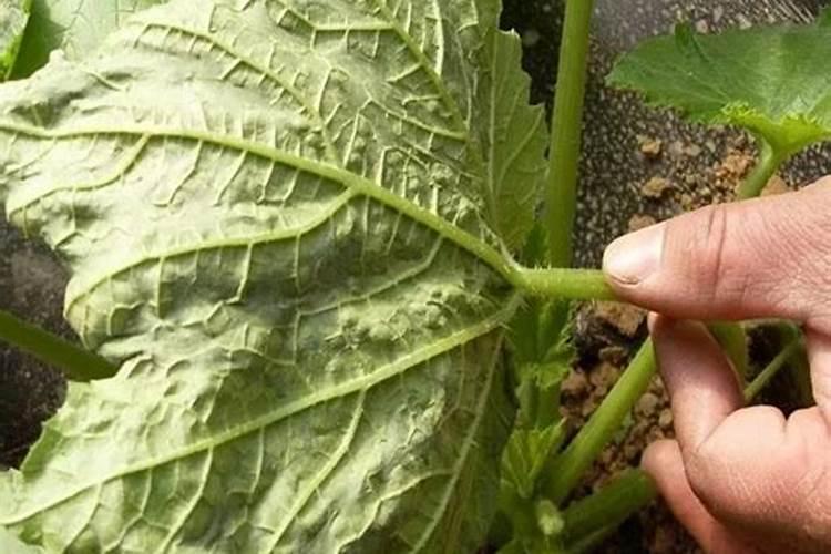 揭秘西葫芦病毒病：发病特点与防治策略？