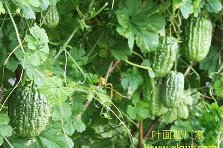 苦瓜在哪时期喷叶面肥最好呢？