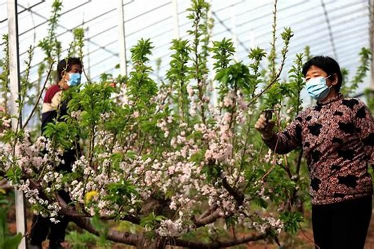 大棚樱桃春季开花时需要追肥吗？