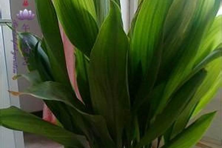 观叶植物的施肥种类选择及施肥方法？
