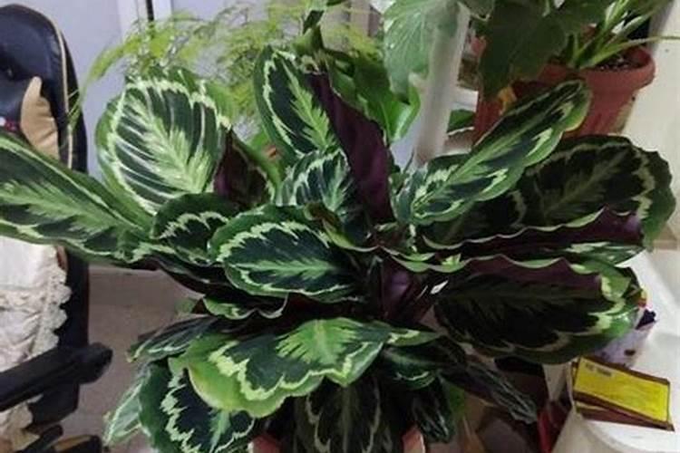 观叶植物的施肥种类选择及施肥方法？